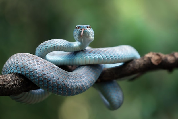 Primo piano del serpente della vipera blu testa di serpente del serpente della vipera primo piano animale di trimeresurus insularis blu dell'insularis