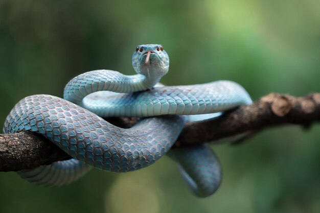 Голубая змея гадюка крупным планом лицо голова змеи гадюки Blue insularis Trimeresurus Insularis животное крупным планом