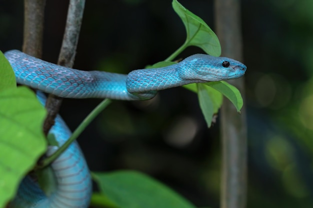 Голубая змея гадюка крупным планом лицо голова змеи гадюки Blue insularis Trimeresurus Insularis животное крупным планом