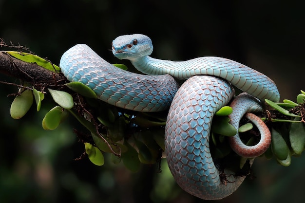 Free photo blue viper snake closeup face head of viper snake blue insularis