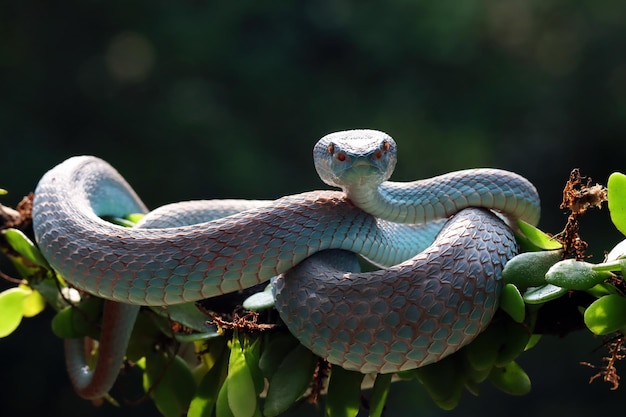 Голубая змея гадюка крупным планом лицо голова змеи гадюка Blue insularis