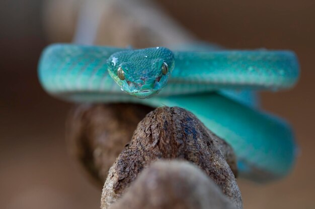 Голубая змея гадюка крупным планом лицо голова змеи гадюка Blue insularis