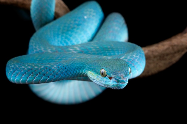 Free photo blue viper snake closeup face