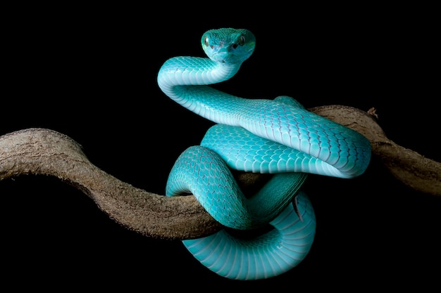 黒の背景を持つ枝の青い毒蛇の蛇の側面図毒蛇の青いinsularisTrimeresuru