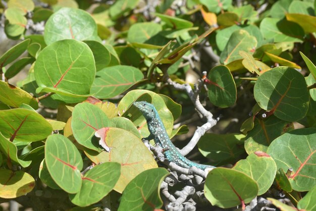 Blue whiptail liazard in the top of a shrubbery.