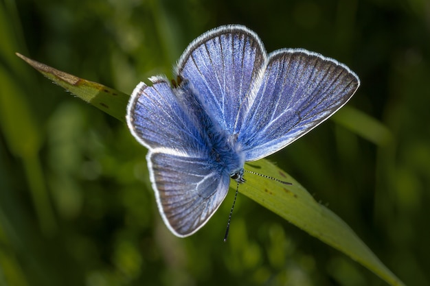 Blue and white butterfly perched on green leaf