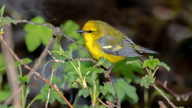 Blue Winged Warbler