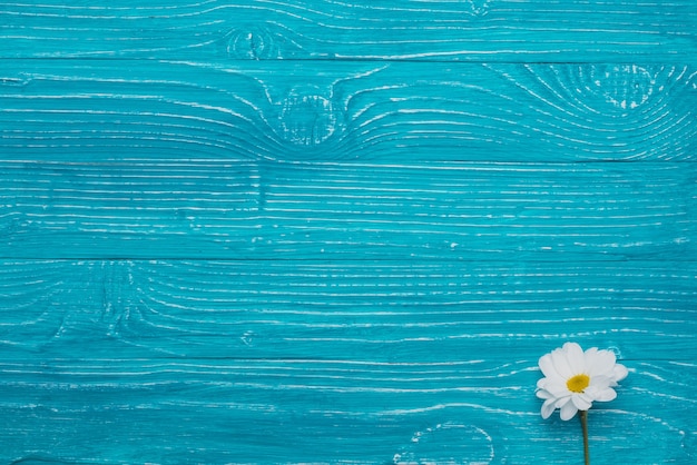 Free photo blue wooden background with beautiful daisy