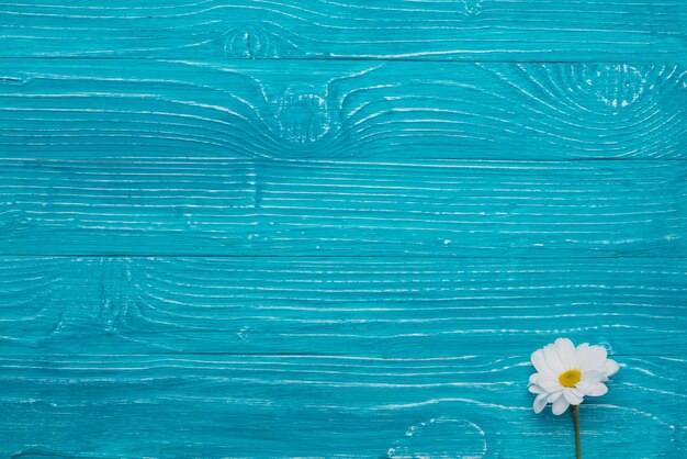 Blue wooden background with beautiful daisy
