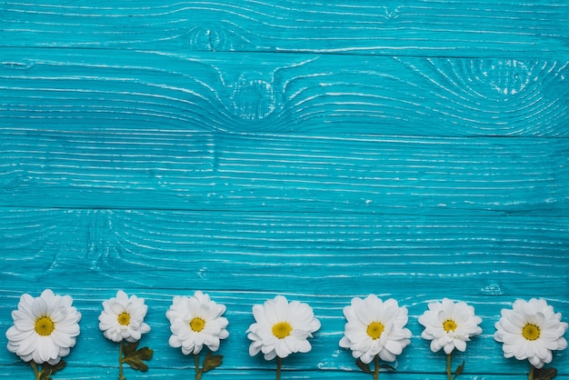 Blue wooden background with daisies in row