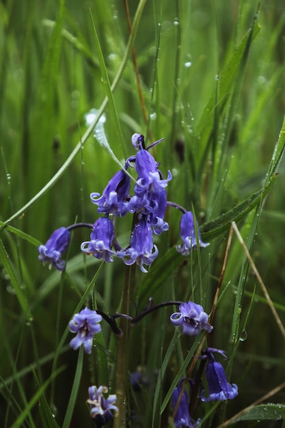 Free photo bluebell flowers in the field