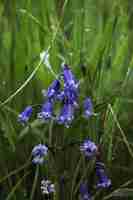 Free photo bluebell flowers in the field