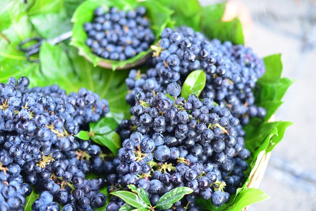 Blueberries plant