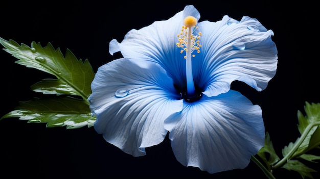 Free photo bluewhite hibiscus on a black background