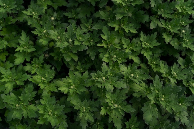 Зеленая свежая хризантема абстрактная текстура