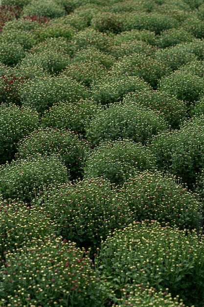 Бесплатное фото Зеленая свежая хризантема абстрактная текстура