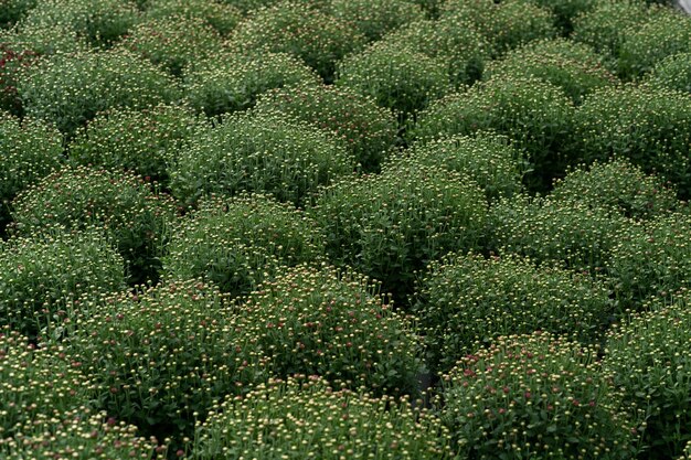 鮮やかな緑の新鮮な菊の抽象的なテクスチャ