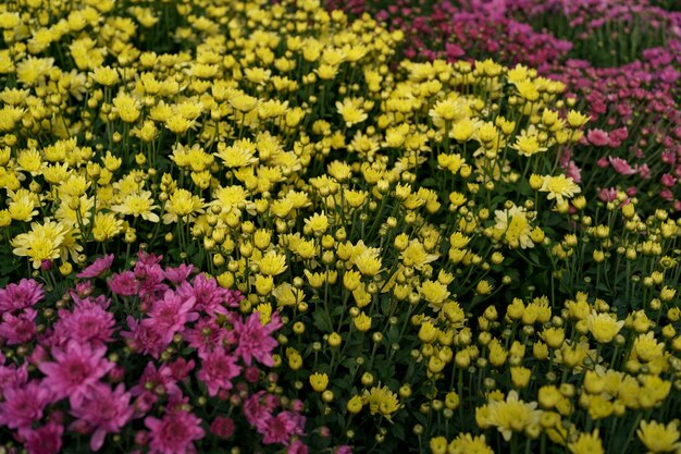 Bluming Multicolored fall chrysanthemum abstract texture