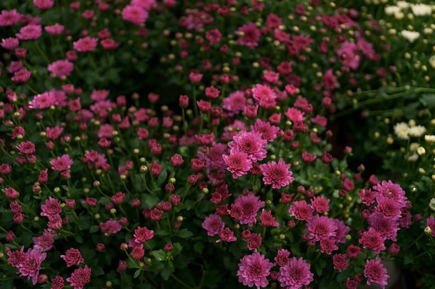 鮮やかなピンクの秋の菊の抽象的なテクスチャ