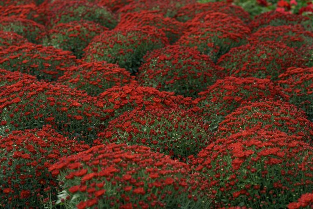 鮮やかな赤い秋の菊の抽象的なテクスチャ