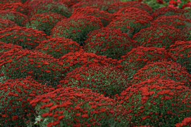 Яркая красная осенняя хризантема абстрактная текстура