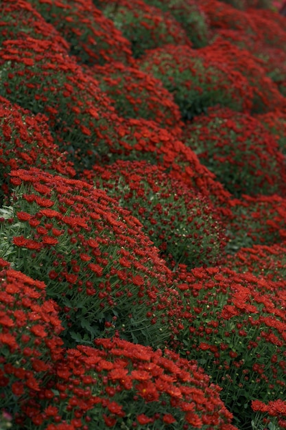 Bluming red fall chrysanthemum abstract texture