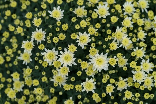 Bluming yellow fall chrysanthemum abstract texture