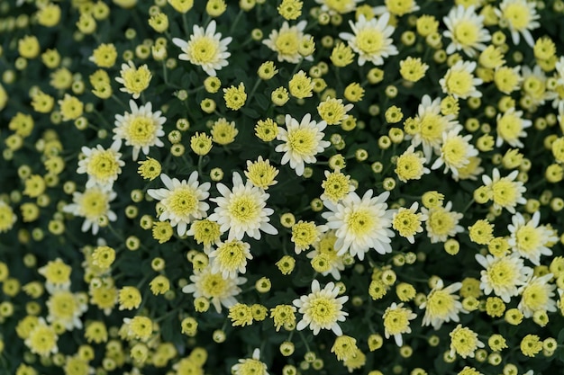 Bluming yellow fall chrysanthemum abstract texture