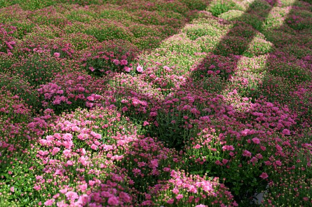 Blumming pink fall chrysanthemum with rays of sun reflecting on them