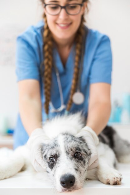 Размытие женского ветеринара, держащего лицо собаки на столе в клинике