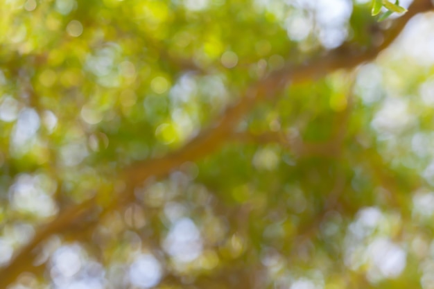 Blured photo of young bush branches fresh green leaves