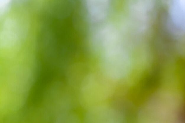 어린 덤불 가지 신선한 녹색 잎의 흐릿한 사진