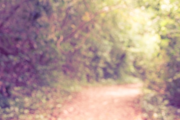 Foto gratuita sfondo sfocato: percorso a piedi in foresta tropicale verde lussureggiante. bella mattina d'autunno nella foresta. via in foresta profonda. foresta scura e strada. immagini retrò stile stile retro.