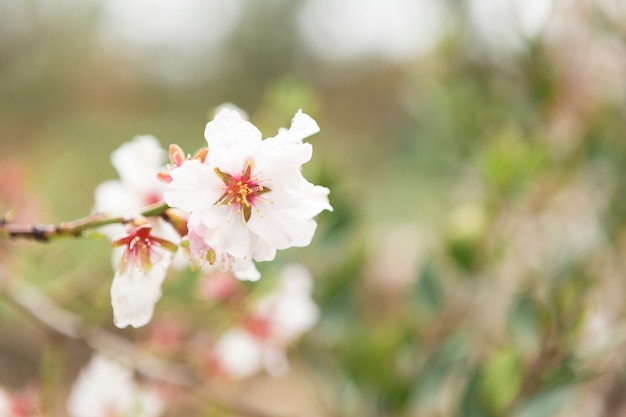 Blurred background with pretty almond blossom