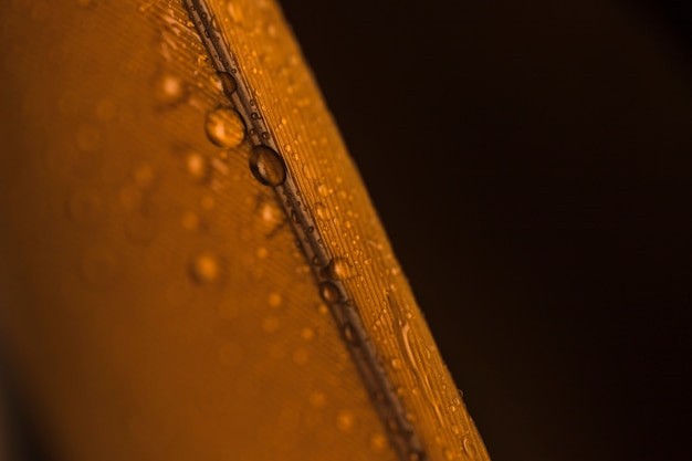 Blurred and detail of water droplets on golden feather surface against black background