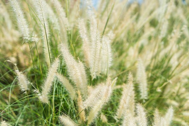 Blurred grass flower