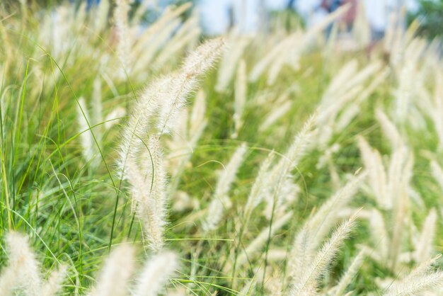 Blurred grass flower