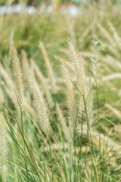 Foto gratuita fiore di erba sfocata