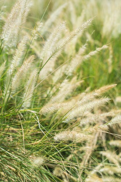 Blurred grass flower