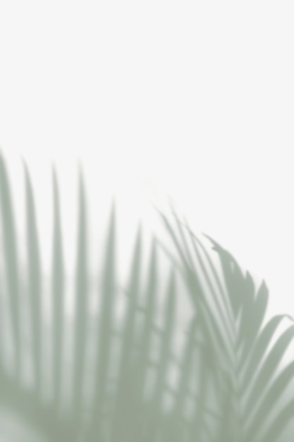 Blurred green palm leaves on off white background