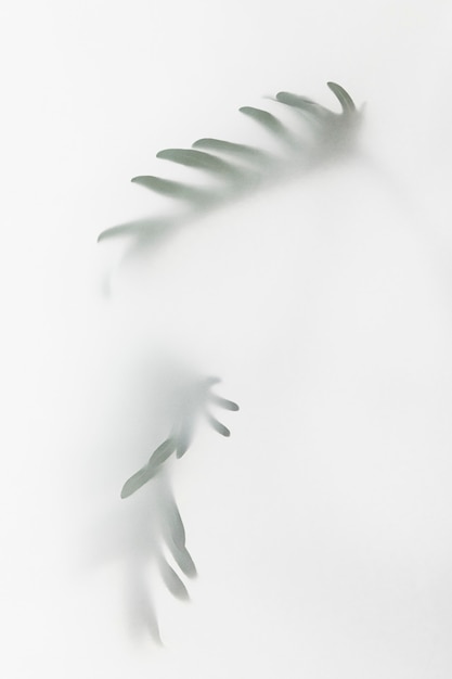 Free photo blurred green palm leaves on off white