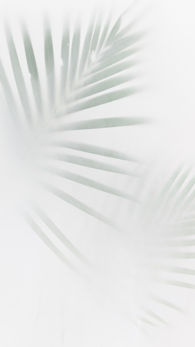Free Photo blurred green palm leaves on off white