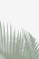 Бесплатное фото Размытые зеленые пальмовые листья на белом фоне