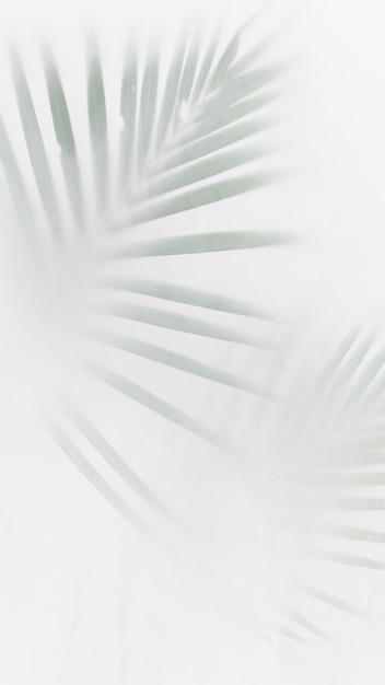 Бесплатное фото Размытые зеленые пальмовые листья на белом