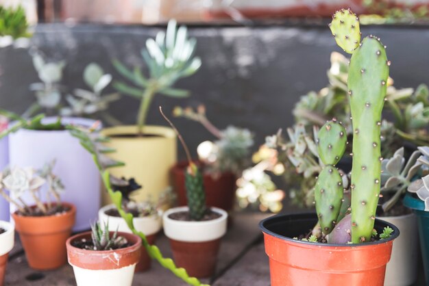 Blurred group of plants