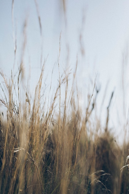 Blurred image of grass