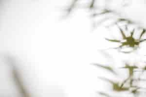 Free photo blurred leaves shadow on white backdrop