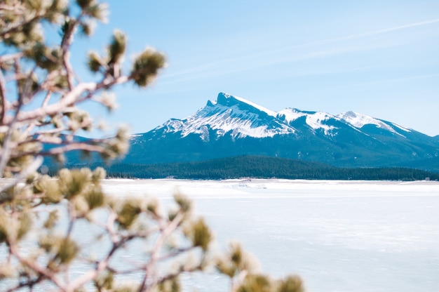 Blurred plants and the snowy mountains