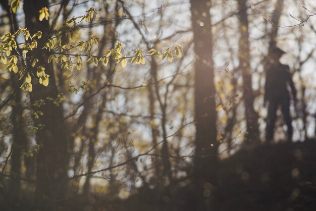 Blurred scene of hiker in the forest