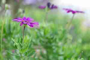 Free photo blurred scene with purple flowers